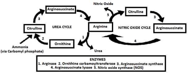 nitric-oxide-cycle